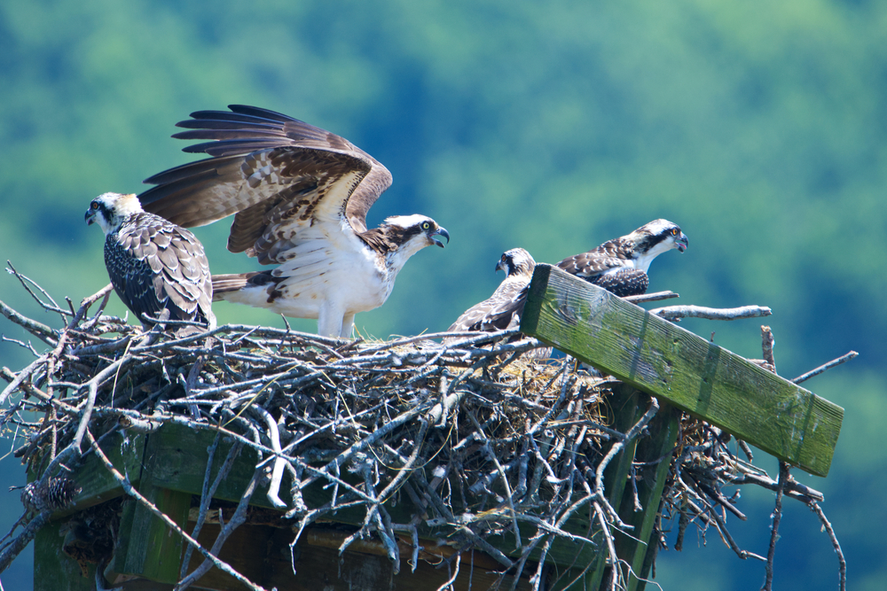 USGS Challenges Simple Narrative Linking Menhaden to Osprey Decline