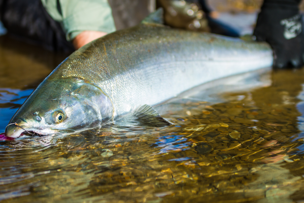 Are Alaska’s Silver Salmon at Risk? UAA Researchers Investigate Contamination From Tires