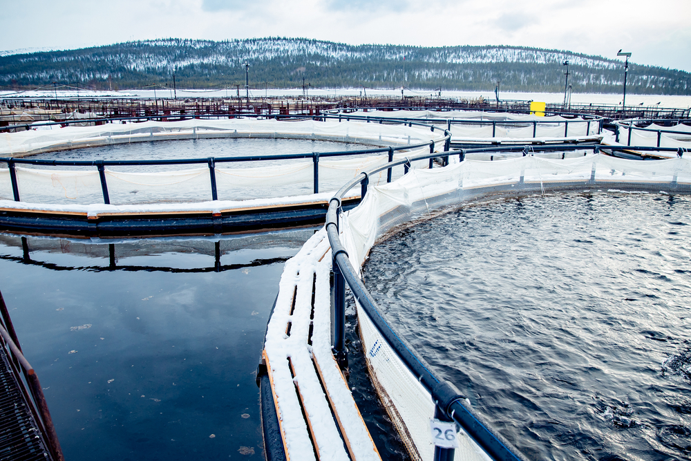 Lerøy Midt AS Reports Salmon Escape in Møre og Romsdal