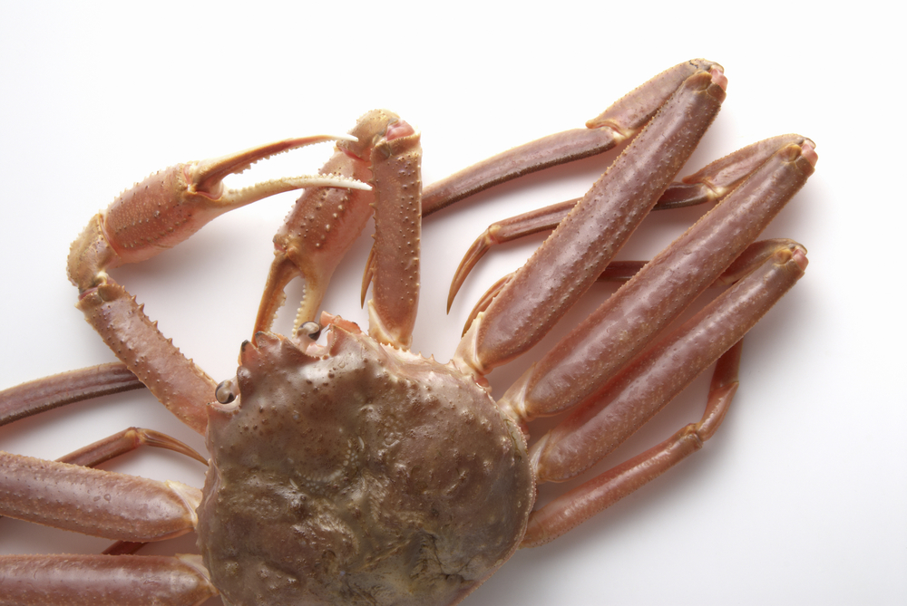 High Hopes for Canadian Snow Crab Season After DFO Preliminary Report