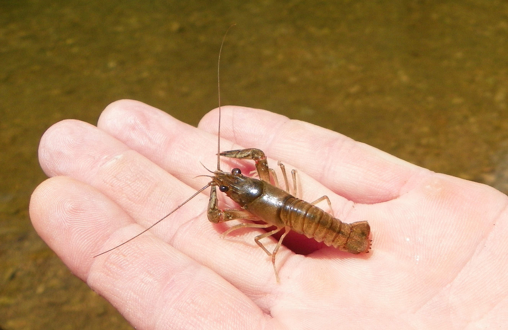 Marine Insurer Makes ‘Significant’ Donation to Protect North Yorkshire Lobster Population