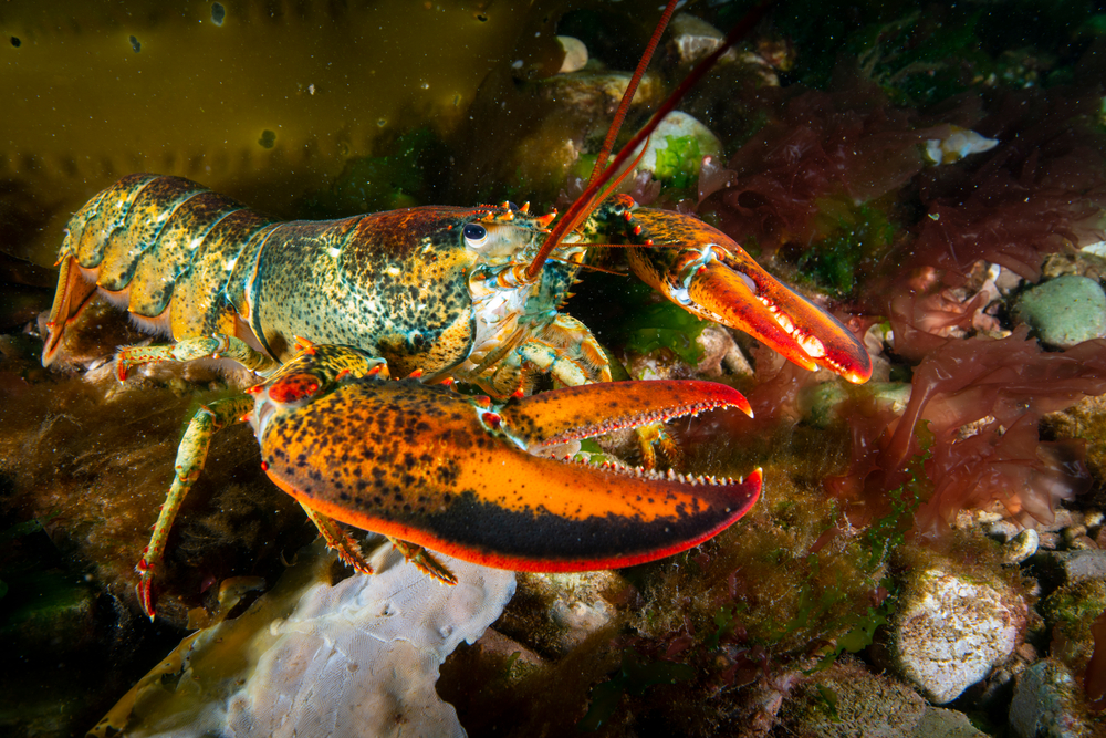 Maine Sea Grant Secures $2 Million for Lobster Research and Partnership Initiatives