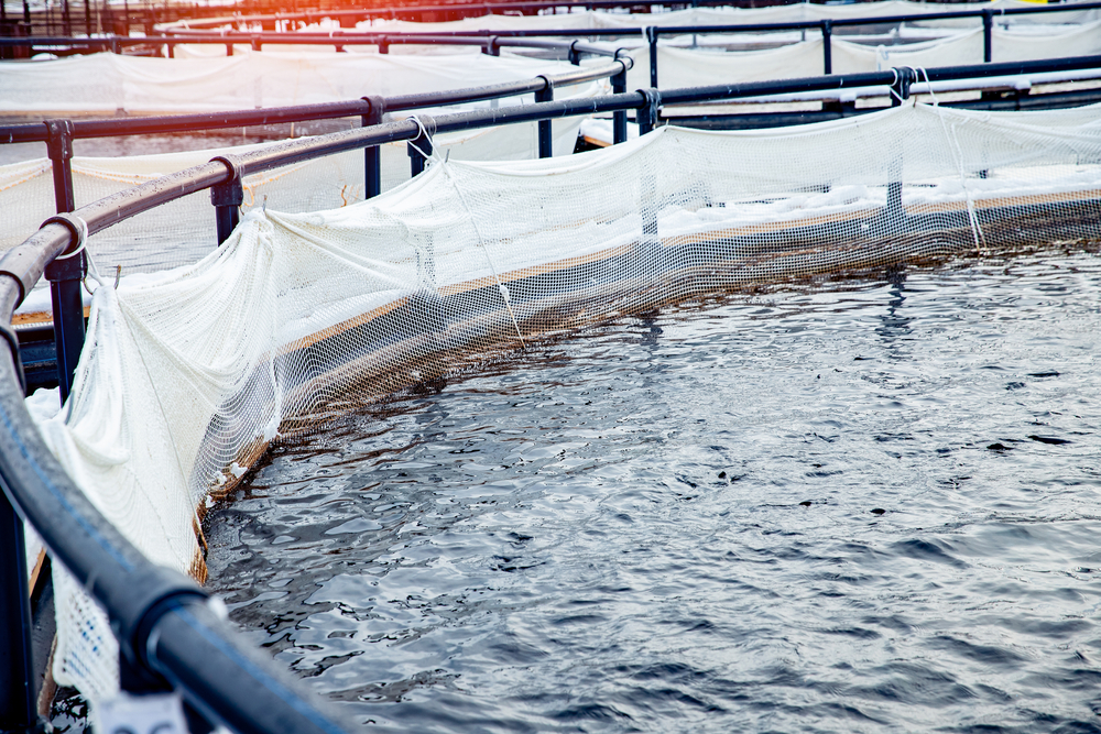 About 400,000 Salmon Dead Across Three Fish Farms in Newfoundland