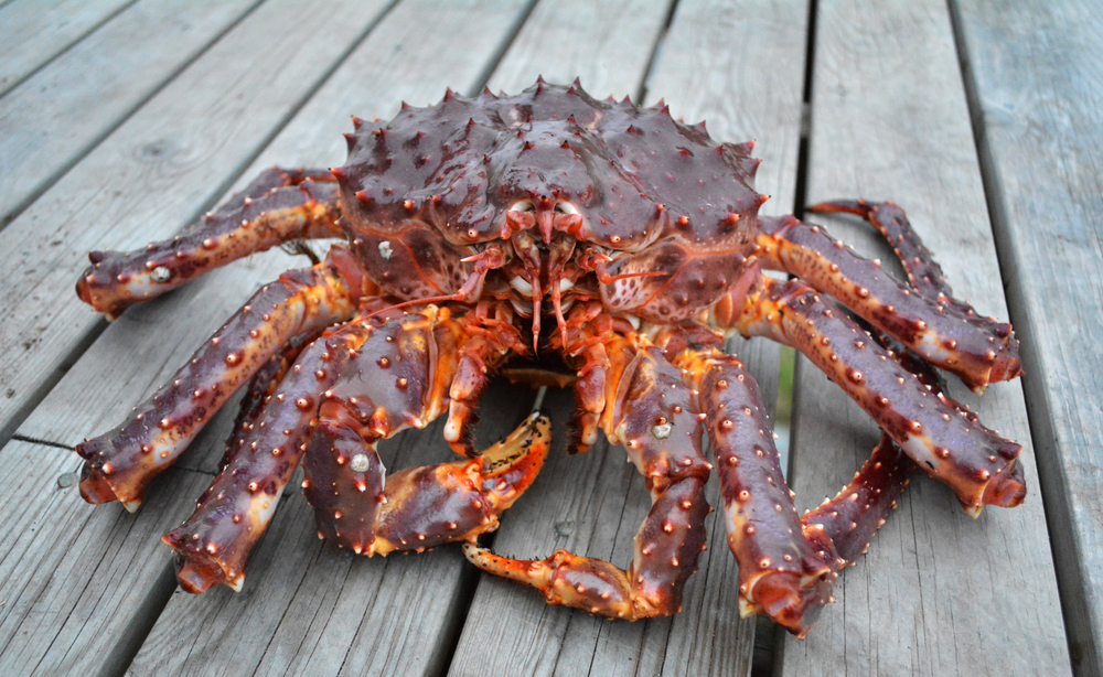 Russian Barents Sea King Crab Catch Hits Record High in 2024