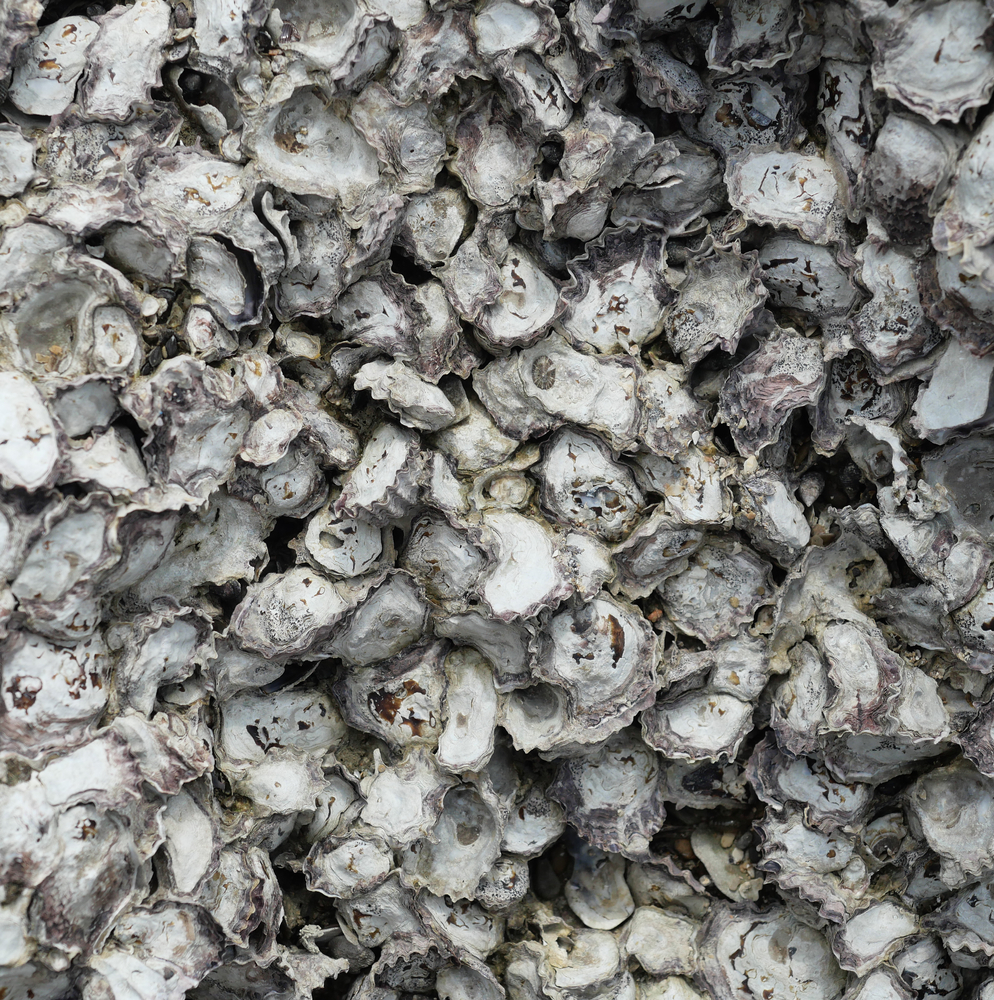 Mashpee Lays the Foundation for Wild Oyster Comeback