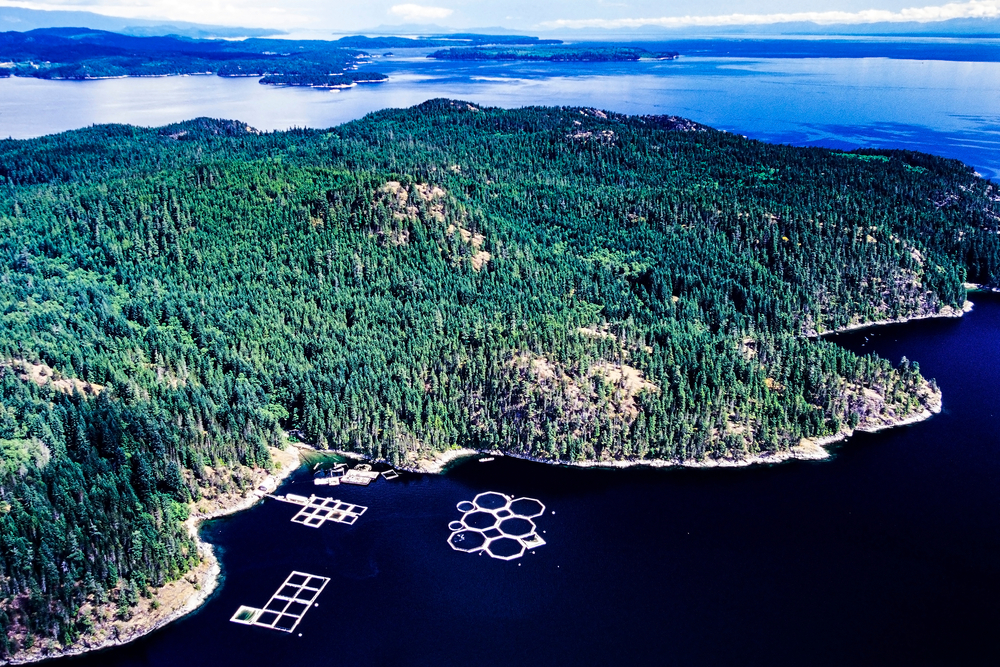 BC First Nations Want Meeting with Carney About Salmon, Need for Open-net Farm Ban