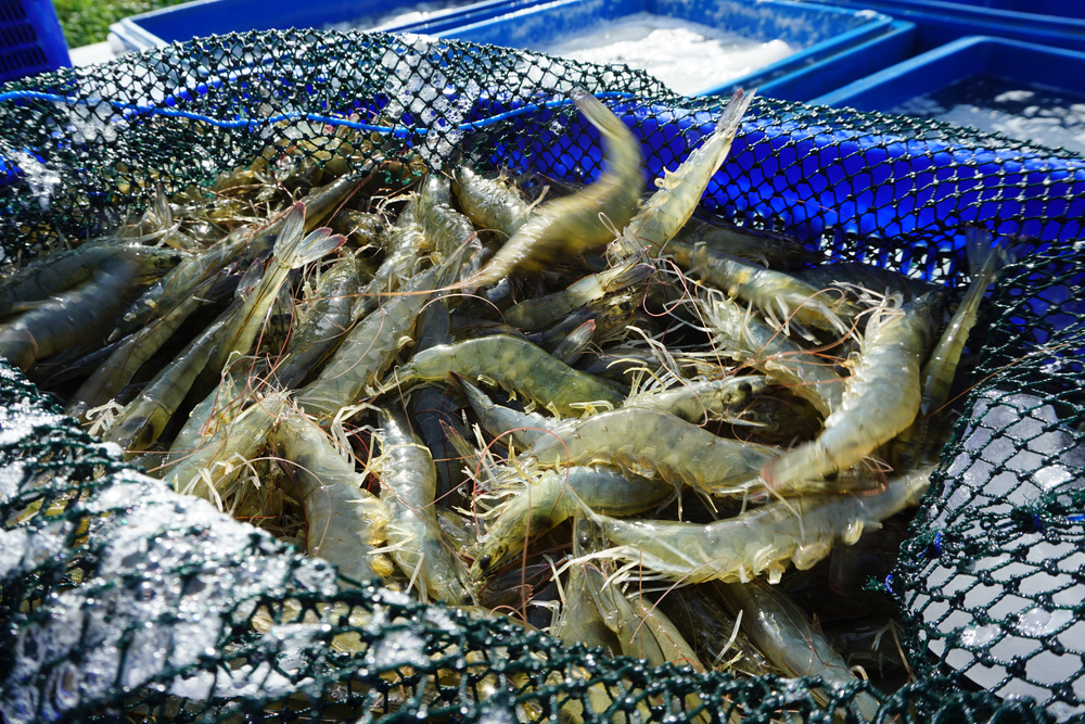 Indonesian Govt Declares Local Shrimp Safe After Joint Agency Tests