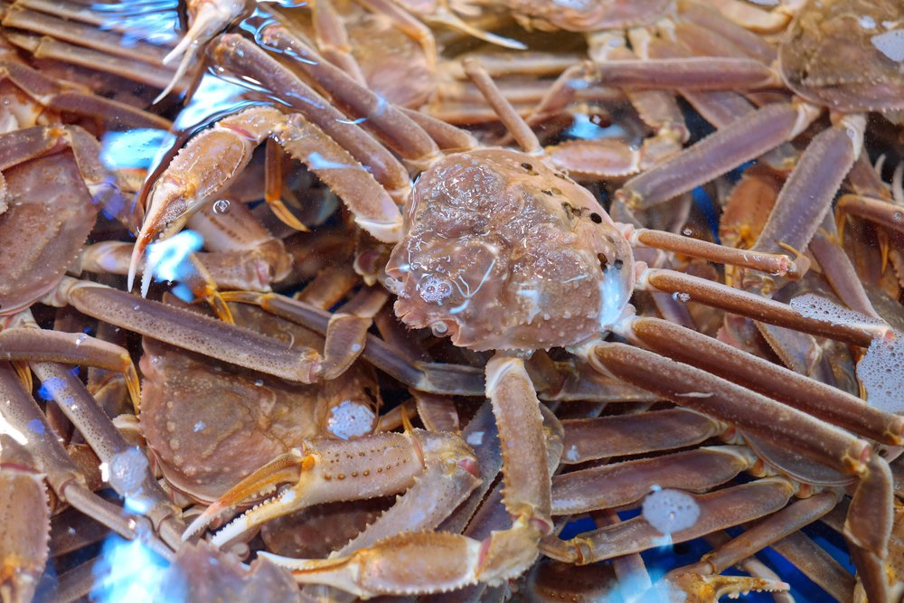 Snow Crabs Cool Conquest of U.S. Market