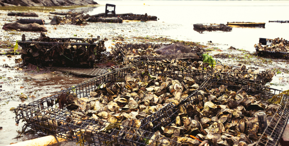 Roger Williams University Welcomes Journalists to Explore Environmental Benefits of Oyster Farming