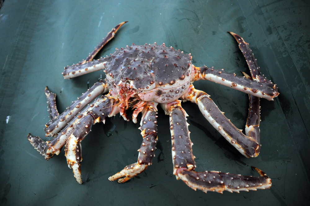 Russia Increases its Live Crab Exports to China in 2025