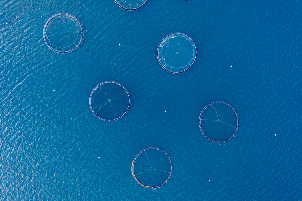 Young Seafood Farmers Unite to Shape Future of the Blue Economy