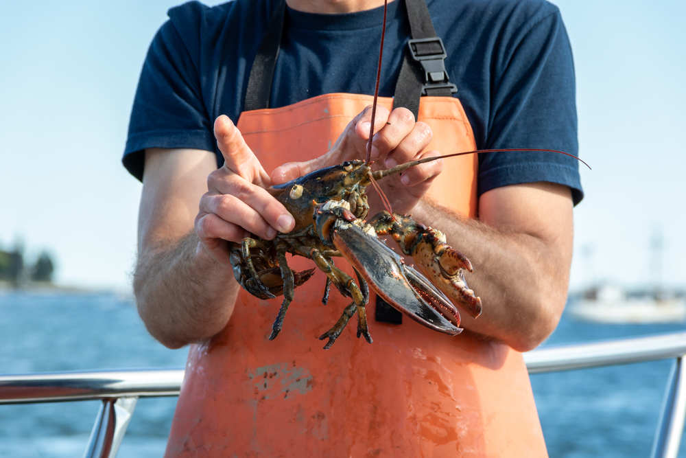 Maine Lobster Industry Calls on Trump to Fix Regulatory Abuse by Feds
