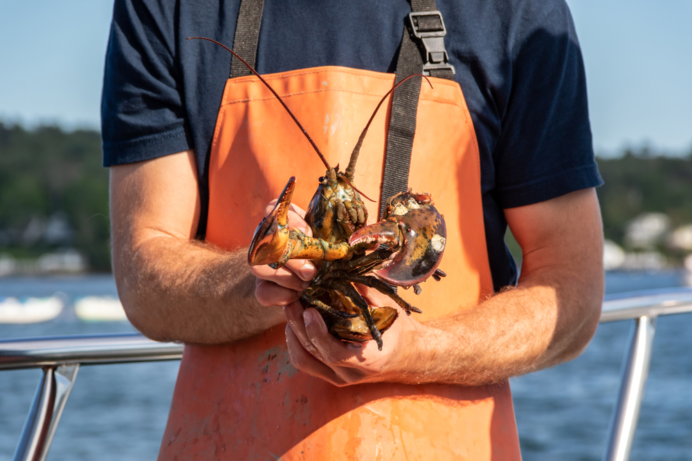 Congressman Golden Issues Another Call To Delay Lobster Gauge Increase Ahead Of ASMFC Summer Meeting