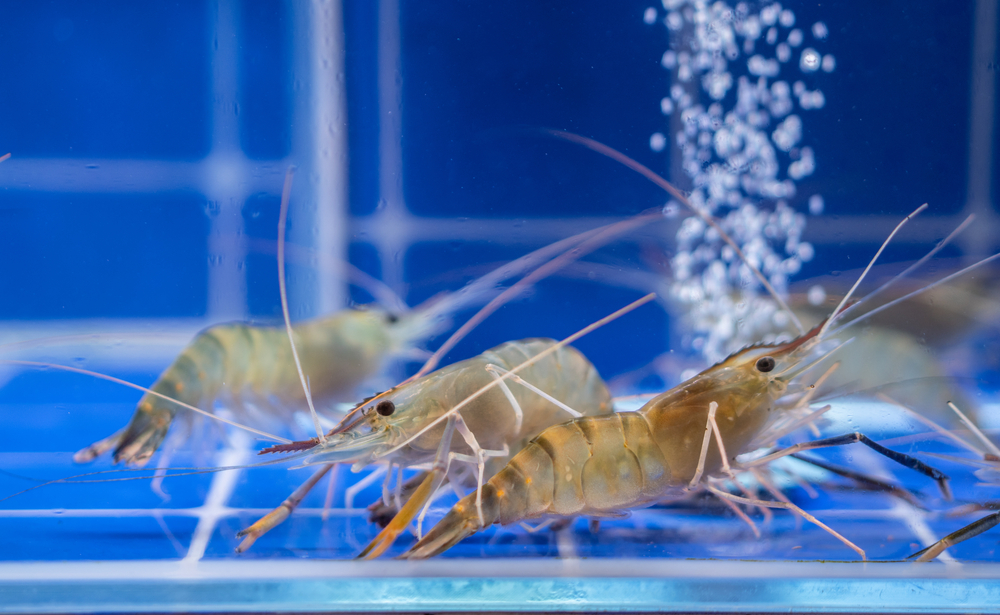Homegrown Shrimp Debut: Couple Builds Indoor Aquaculture Operation in Williamsburg