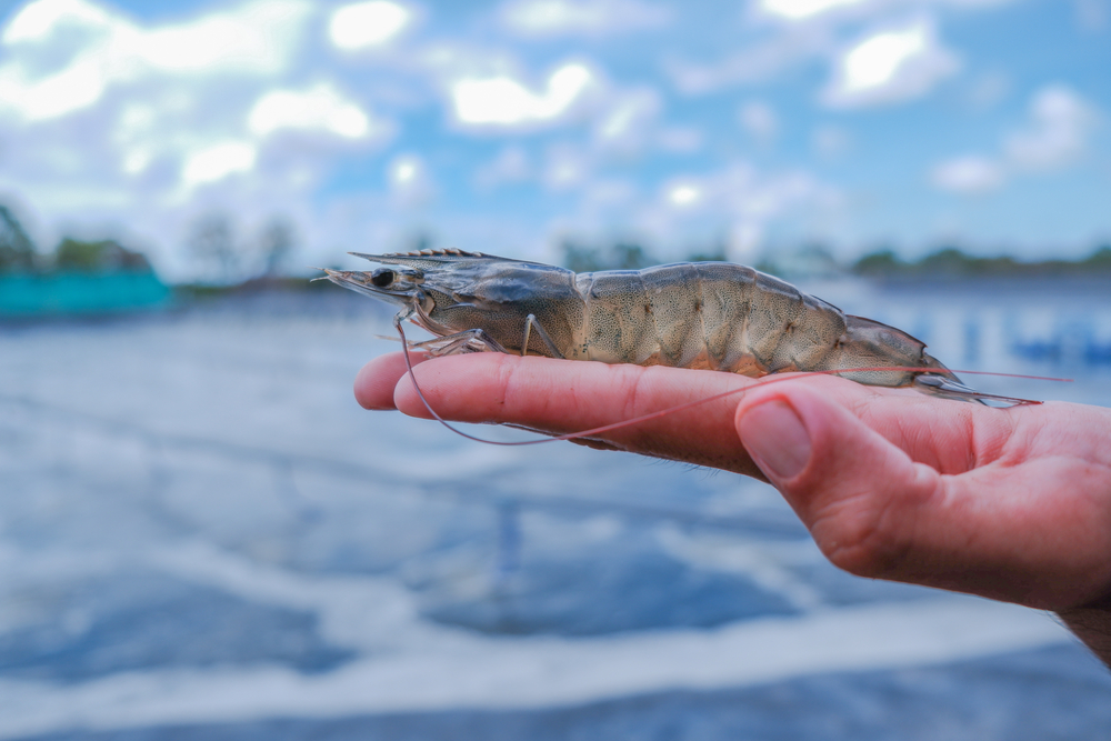 Vietnam, Cuba Expand High-Tech Shrimp Farming Cooperation