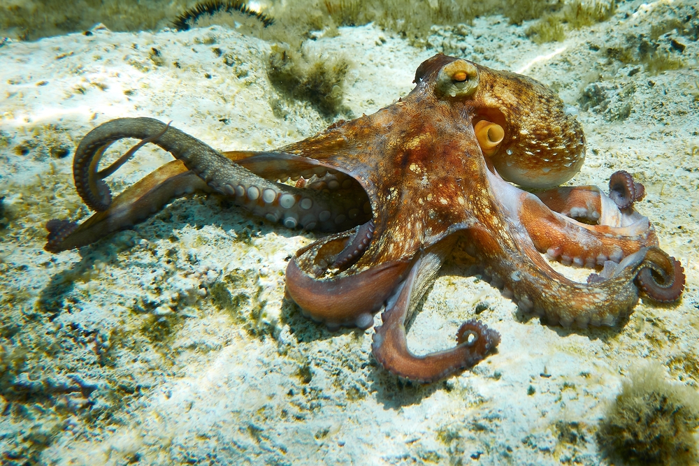 Octopus Glut Leaves South Devon Shellfish Industry ‘Decimated’