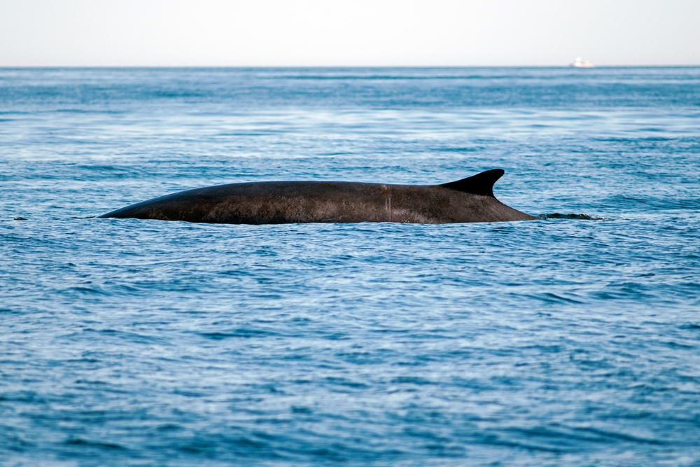 Maine DMR Loosens Guidance on Fishing Near Jeffreys Ledge, Citing Whales Have Moved on