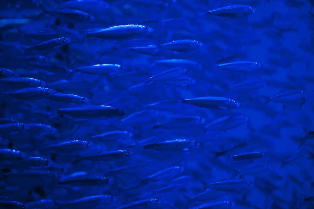 Hike in Herring Catch Could Seriously Harm Other Creatures, Fishermen: Scientist