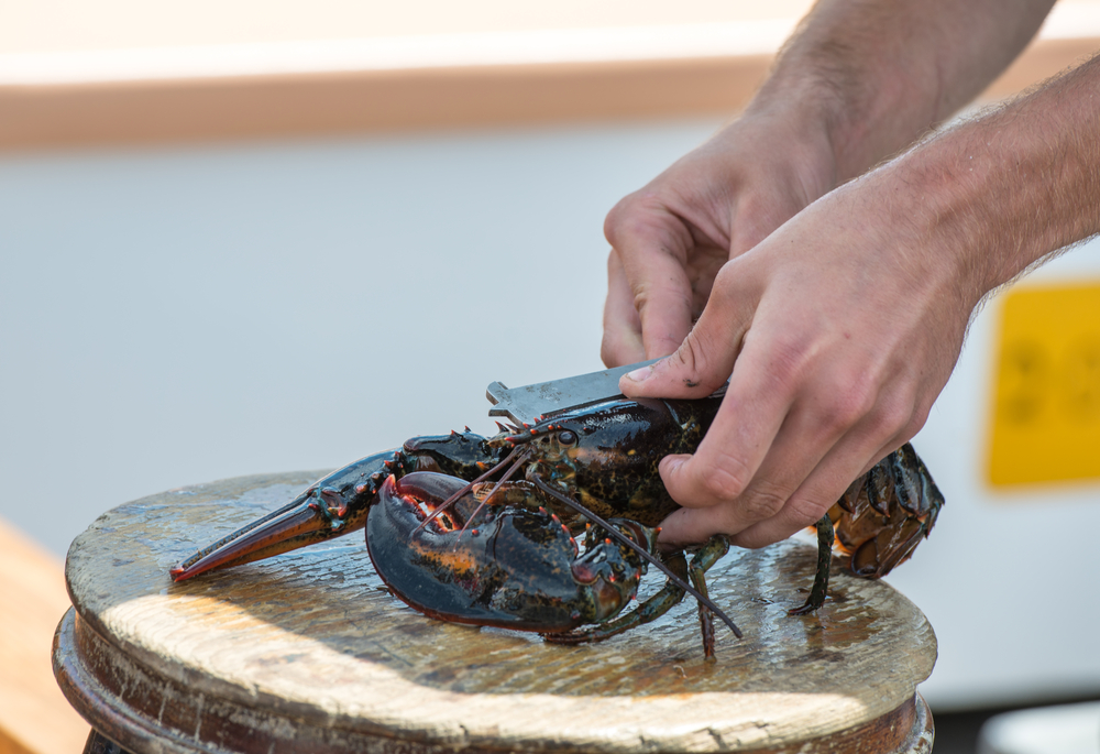 Public Comment Opens on Potential Repeal of Controversial Lobster Catch Limits