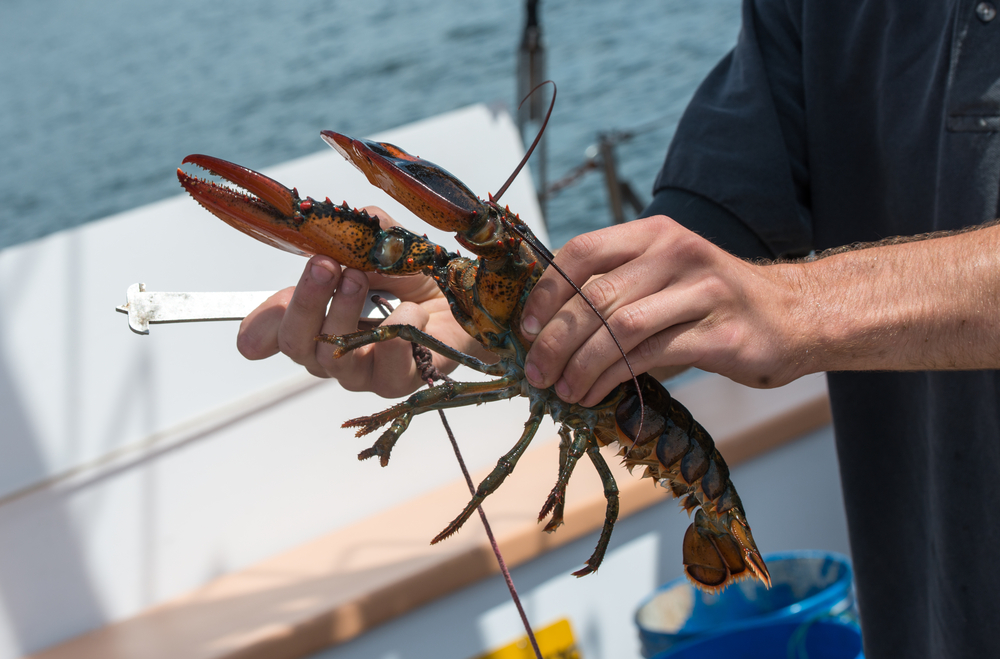 A Midcoast Native is Opening the First Virtual Lobster Museum