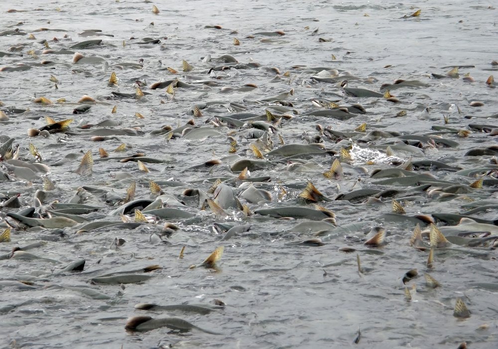 Salmon Harvest Levels Inch Up in Early August But Missed Forecasts Are the Concern