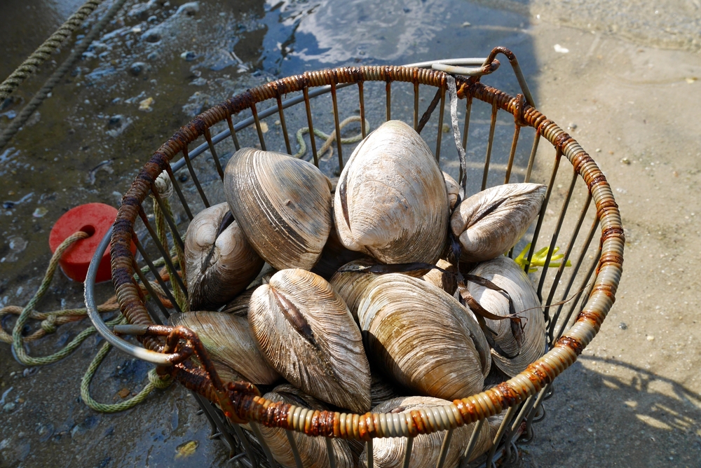 Hard-Shell Clam Project Aims to Diversify Aquaculture and Shellfish Harvesting in Maine
