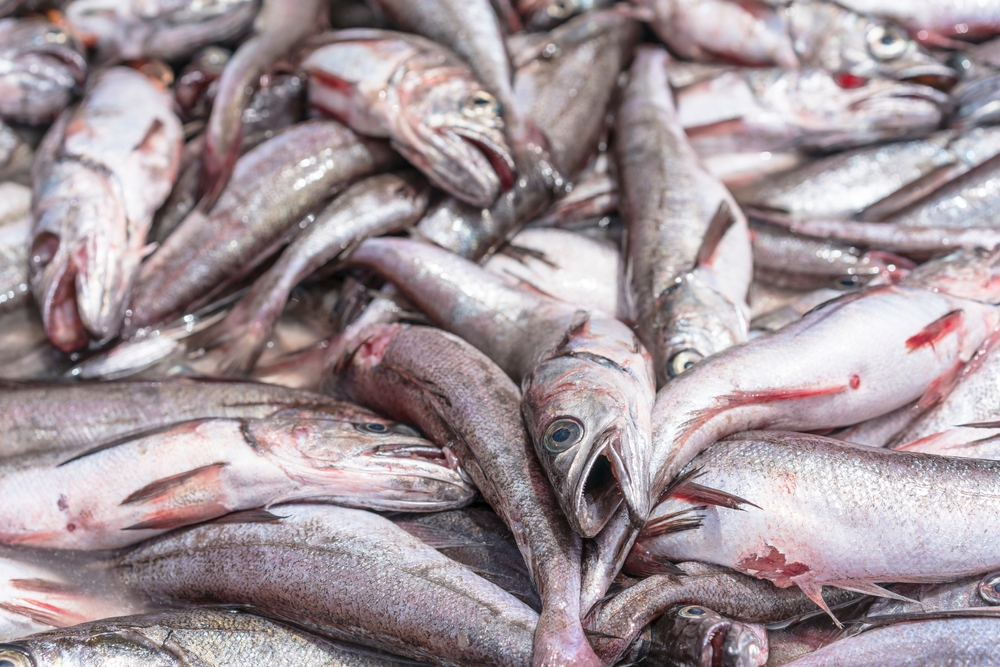 Pacific Blu Announces Closure of its Talcahuano Operations After Changes to Hake Distribution