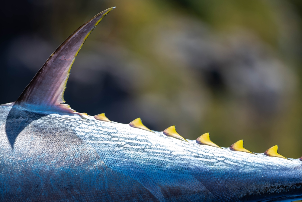 Japan’s Tuna Imports Expose Malta’s Outsized Role in Global Seafood Trade