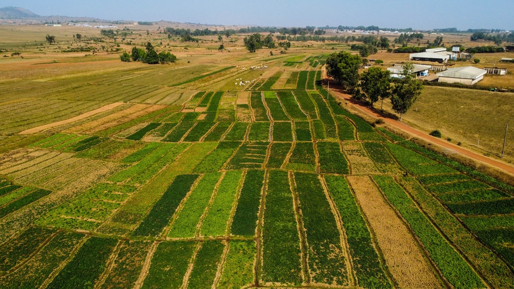 FAO, World Bank, NBS Release Agricultural Sample Survey Report