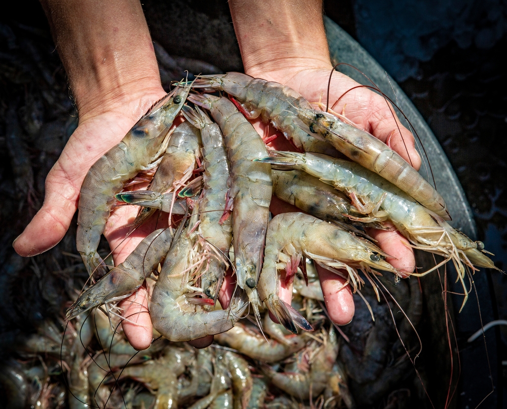 Tariffs Reshape Shrimp Market and Slow Mexican Exports