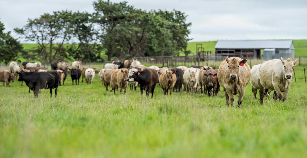 US Demand Spurs Australian Beef Exports