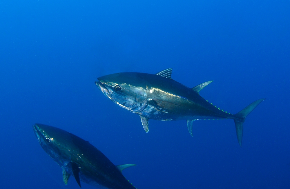Deep Dive into Seven Decades of Data Reveals Broader Spawning Distribution of Bluefin Tuna