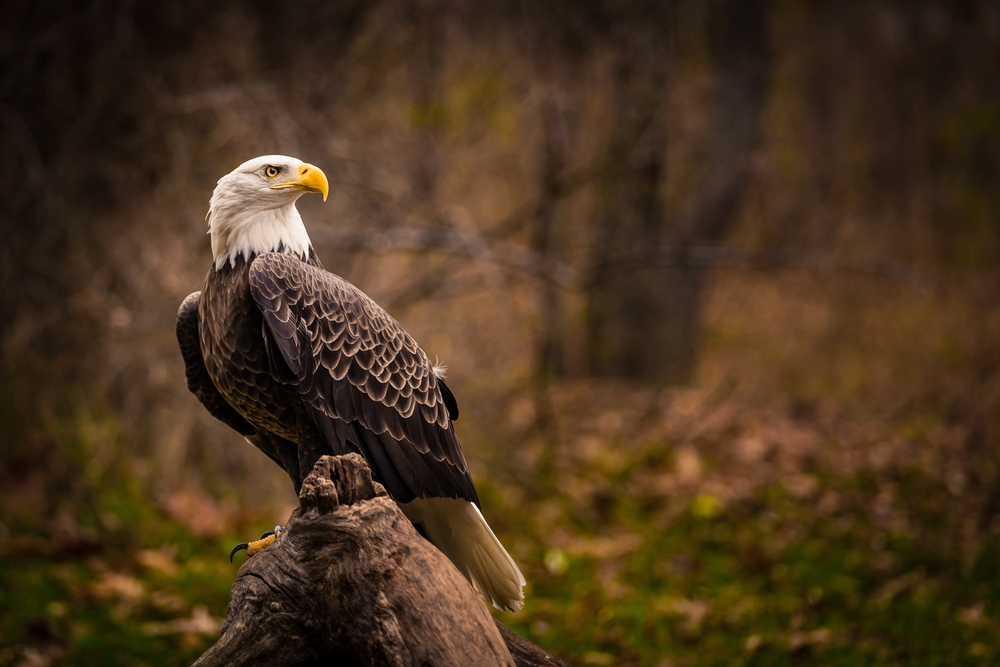 Bald Eagle Treated with Fish Skin Flies Free Again