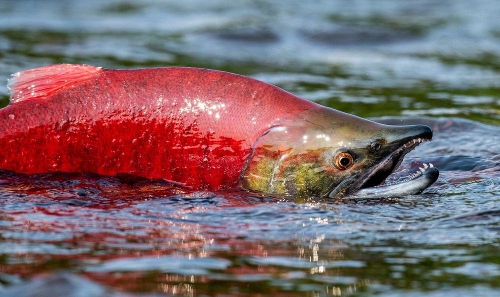 ADF&G Forecasts 51.3 Million Sockeye Salmon Run to Bristol Bay in 2025, 16% Below 10-Yr Average