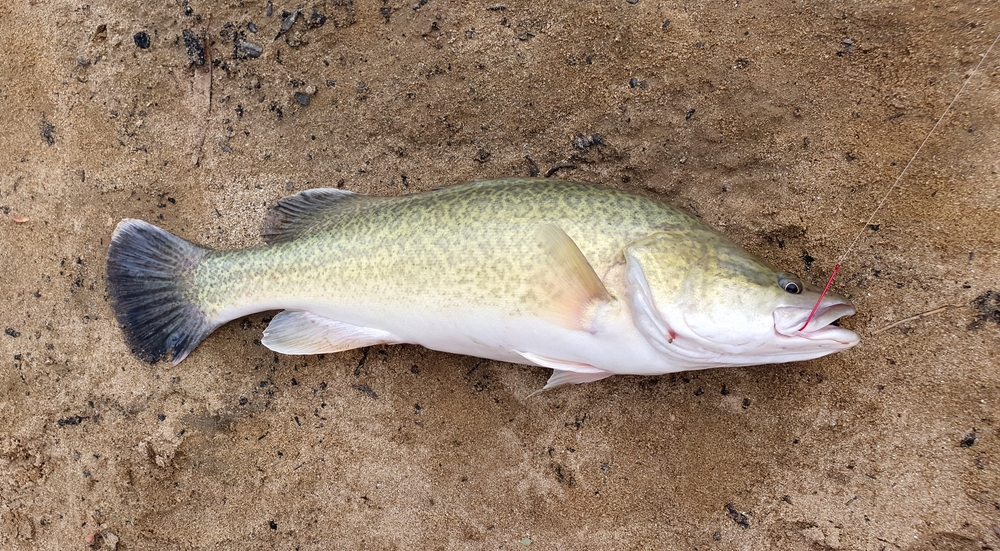 Feeding Smarter in Australia: Scaling up Murray Cod Nutrition