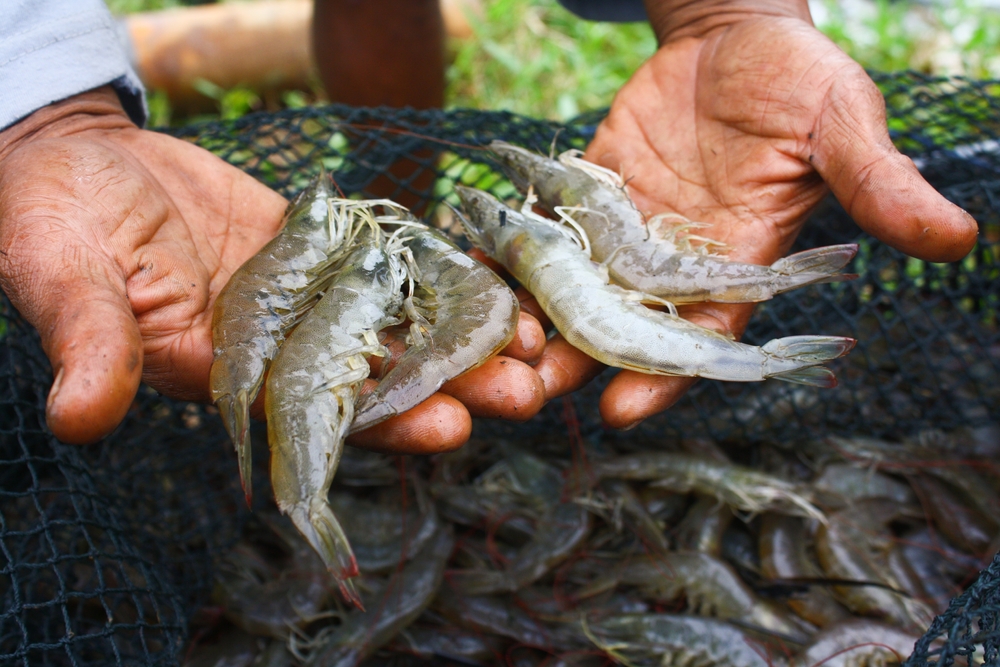 Major Indonesian Shrimp Exporter PT. Bahari Makmur Sejati Placed on FDA Red List