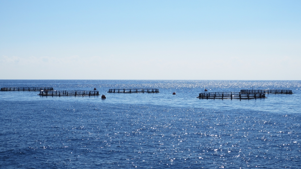 Cyprus: Fish Farm Leak Sparks Illegal Trade Fears