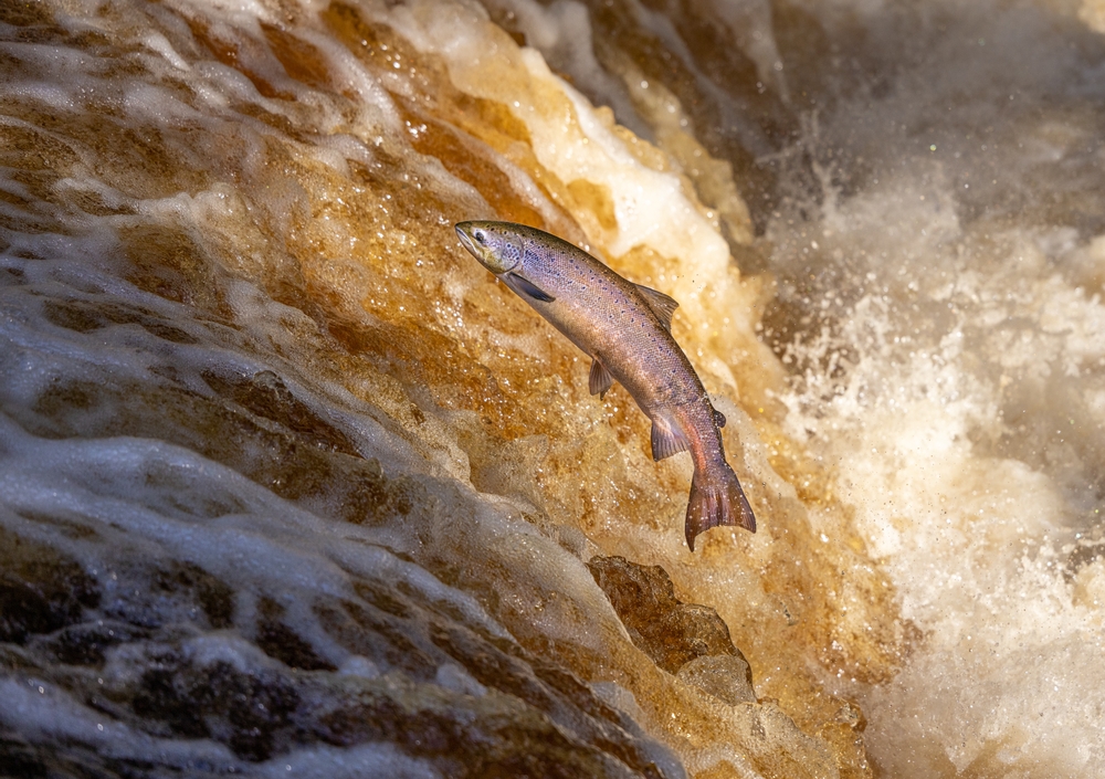 10 Years After Vanishing, Atlantic Salmon Have Returned to Three English Rivers No One Expected
