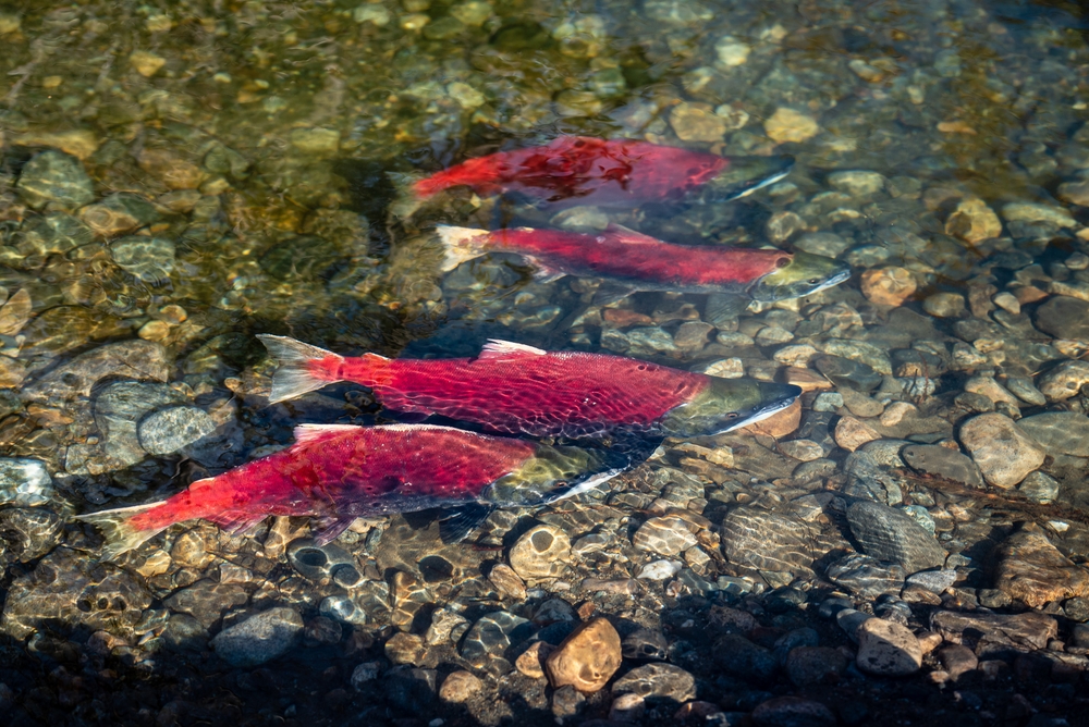 Adult Salmon Makes Historic Swim in the Upper Columbia River