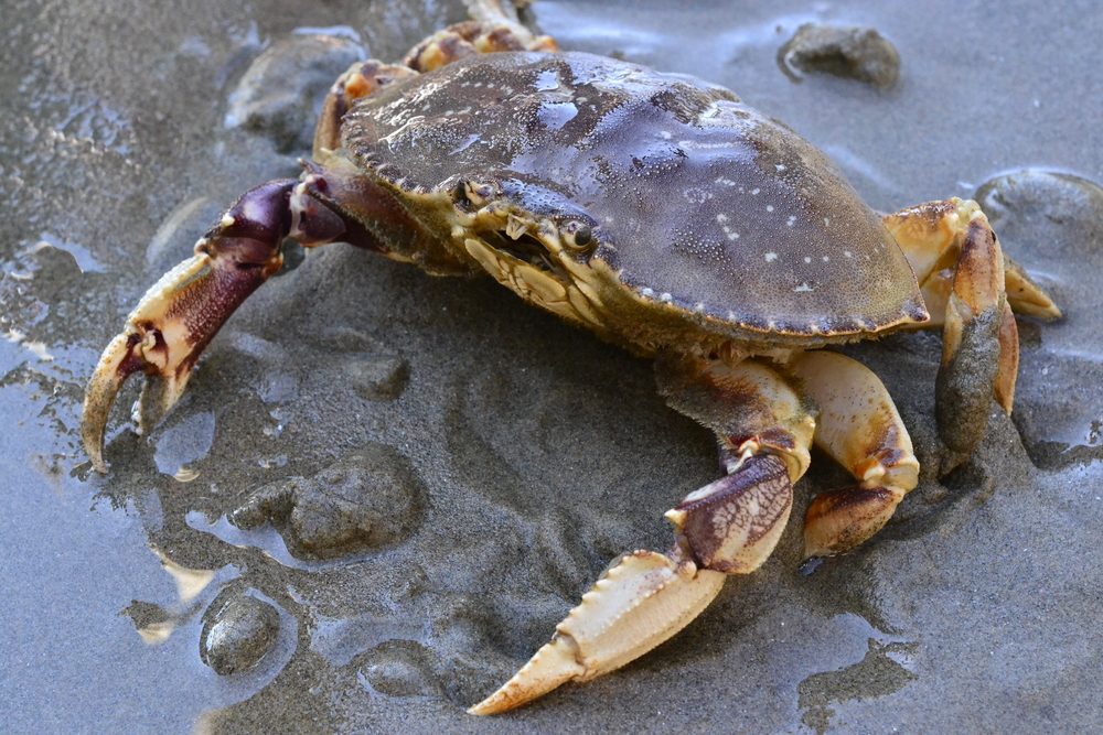 Crab Fishery Hits a Hiccup: One Hot Crab in Oregon Muddles Management