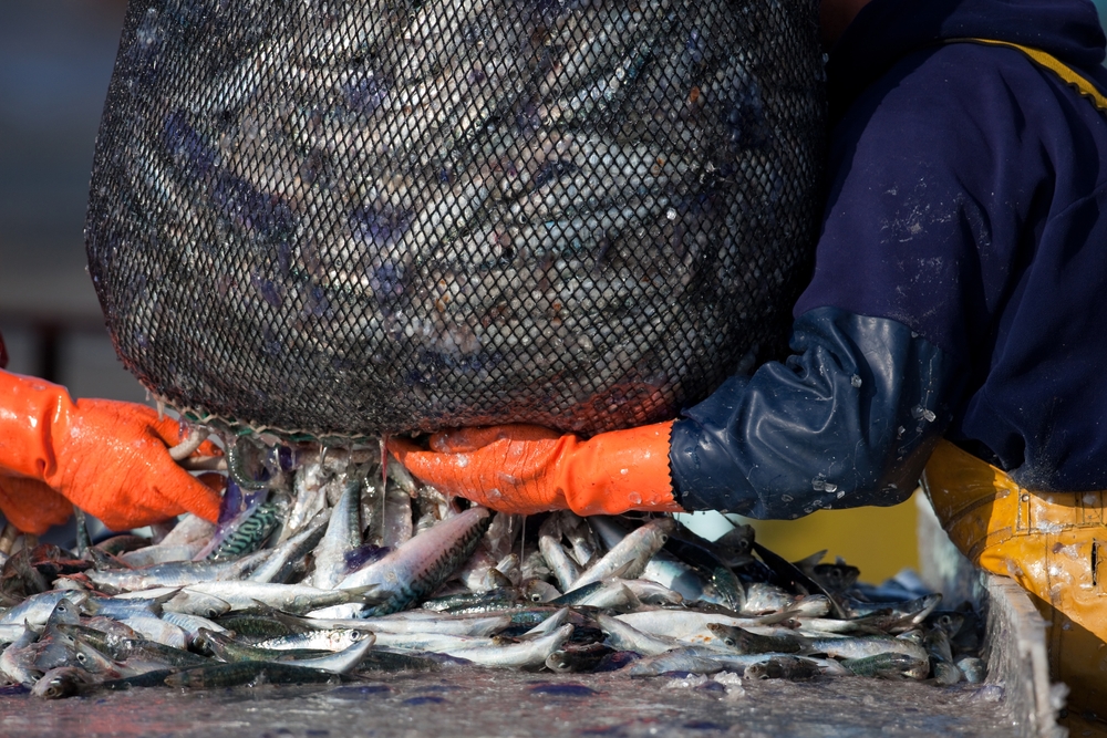 Mackerel Fishing Should Be Cut by 70% to Prevent Stock Collapse, Scientists Say