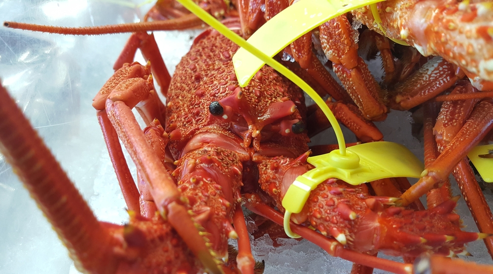 Commercial Rock Lobster Fishing Season Abruptly Halted