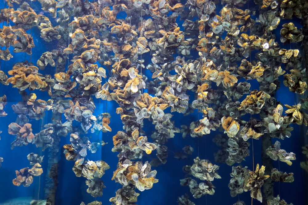Georgias Oyster Rule Opens Harvesting During Warmer Months
