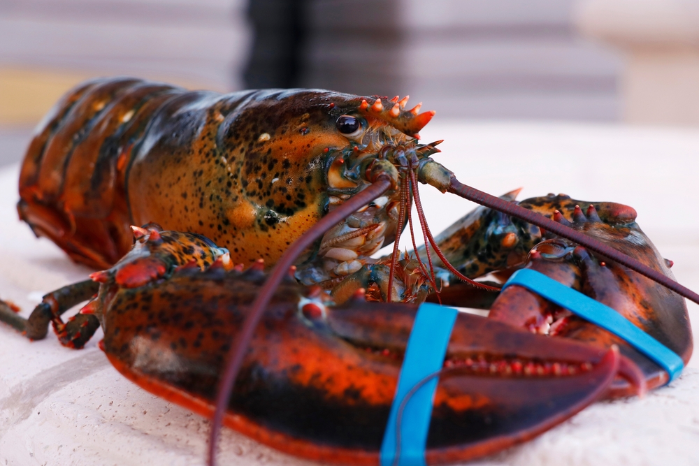 Senator Susan Collins: “Hold China Accountable” For Phase One Lobster Purchases