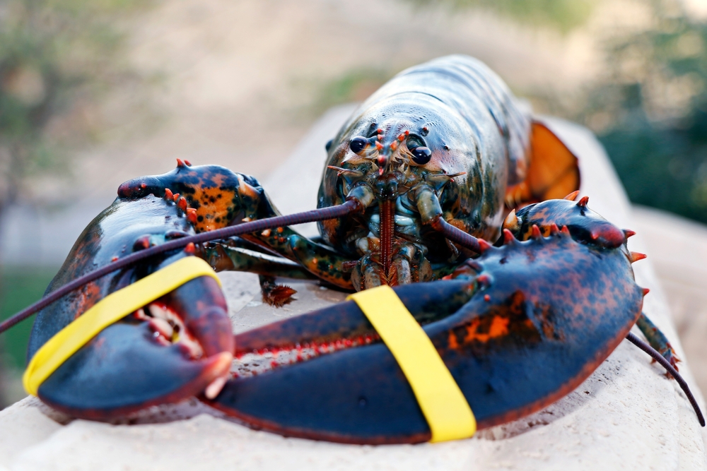 FFAW: Second Lobster Buying Stoppage in Newfoundland Coming to an End