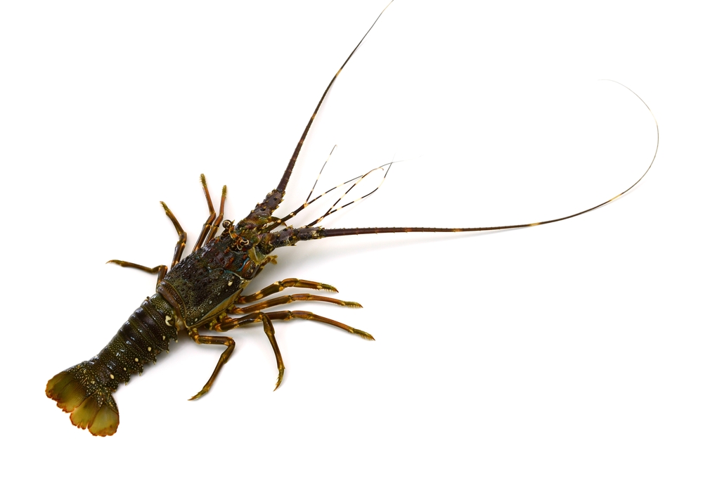 Ornate Rock Lobster Prices Rise Sharply as Supply Plummets