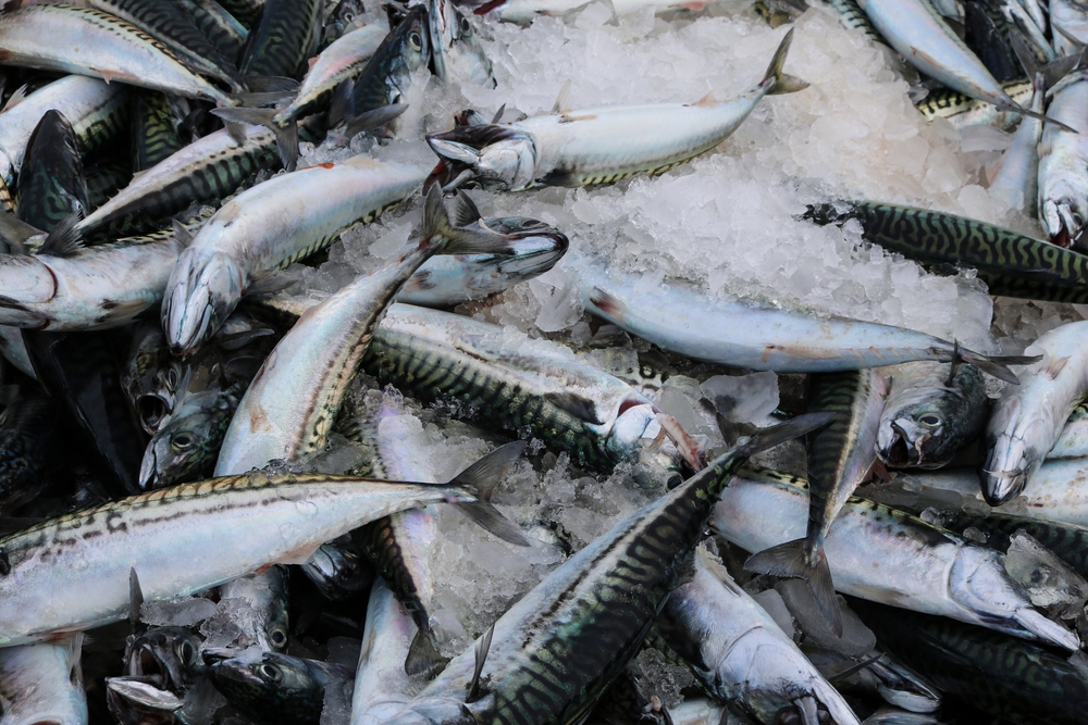 European Commission: Concerned About Mackerel Deal Between the UK, Norway, Iceland and the Faroes