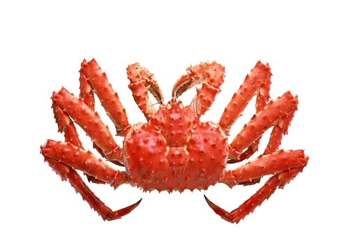Japan: Frozen King Crab Imports in January-November Surged 82% to 2849 Tons, 2814 Tons from Russia