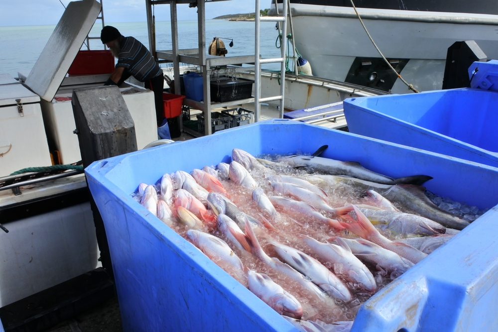 US Senators Murphy, Blumenthal, Warren Introduce SHIFT Act to Address Climate-Driven Fishery Changes