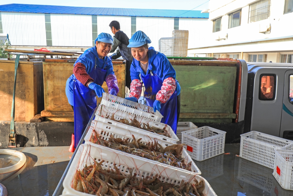 How Chinas Fishing Fleet Monopolizes Food Around the World